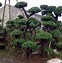 Bonsai Beringin Korea