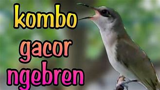 Suara Burung Cucak Kombo Gacor Mp3